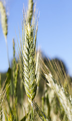 Image showing Field with cereal