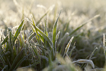 Image showing young grass plants, close-up