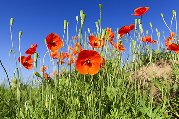 Image showing Red Poppy in the field