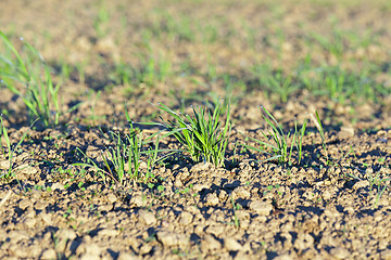 Image showing young grass plants, close-up