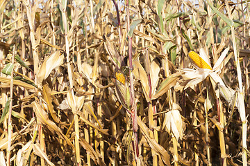 Image showing yellowed ripe corn