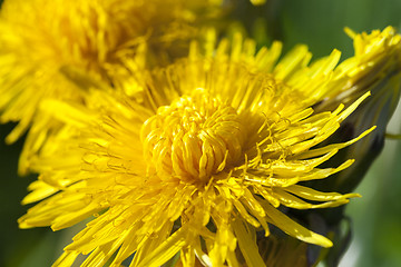 Image showing yellow dandelions in spring