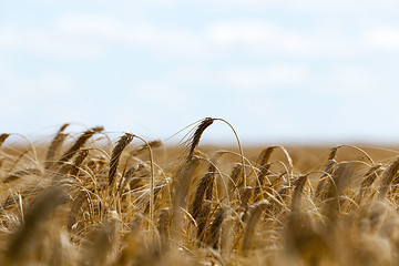 Image showing farm field cereals