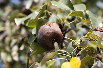 Image showing rotten pear on the tree