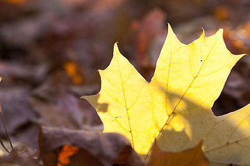 Image showing autumn in the park