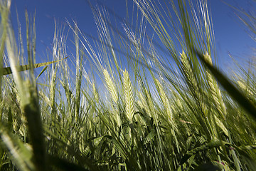 Image showing immature green grass