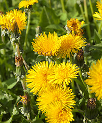 Image showing yellow dandelions in spring