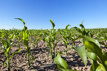 Image showing Field of green corn