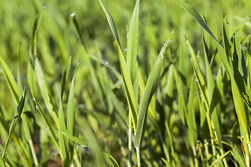 Image showing Field with cereal