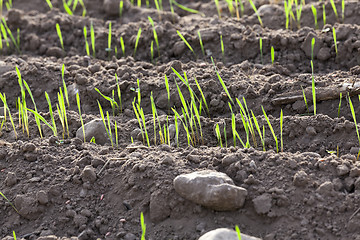 Image showing young grass plants, close-up