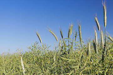 Image showing Field with cereal