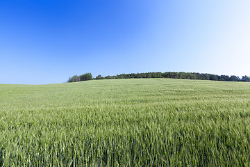 Image showing Field with cereal