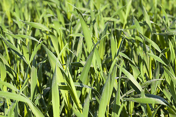 Image showing Field with cereal