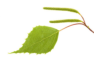 Image showing birch leaves on a white background