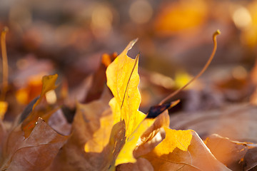 Image showing autumn in the park