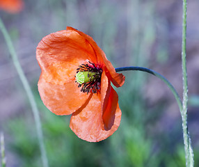 Image showing Red Poppy in the field