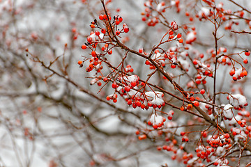 Image showing Rowan branch in the snow