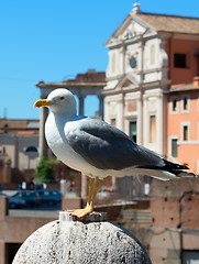 Image showing Seagull in Rome