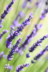 Image showing Lavender flowers background