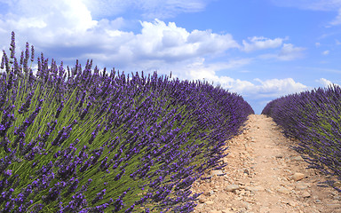 Image showing Lavender field