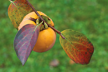 Image showing Ripe Kaki Fruit