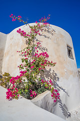 Image showing Oia Santorini island Cyclades 