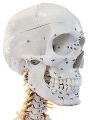 Image showing Model of Human Head Cutout