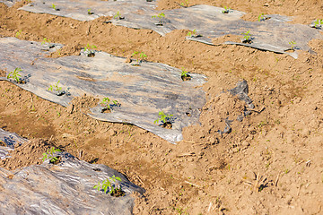 Image showing Tomatoes growing