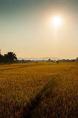 Image showing Rice fields in Chitwan, Nepal