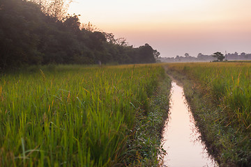 Image showing Rice fields at dusk, Nepal