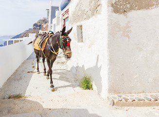 Image showing donkey on stairs of Santorini