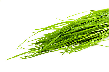 Image showing Green grass isolated on white background