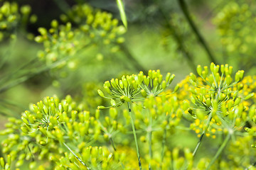 Image showing green umbrella dill