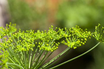 Image showing green umbrella dill