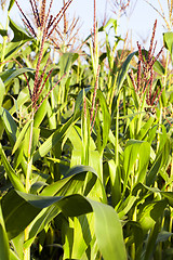 Image showing green corn, close up