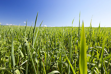 Image showing Field with cereal