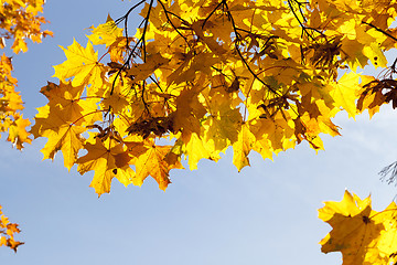 Image showing autumn yellow park