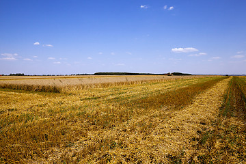 Image showing agriculture during harvest