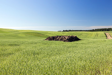 Image showing Field with cereal