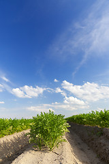 Image showing Field with carrot