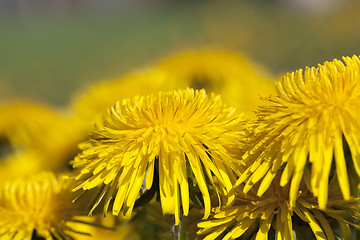 Image showing yellow dandelions in spring