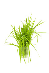 Image showing Green grass in cup isolated on white background