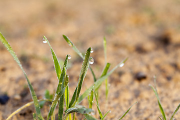 Image showing young grass plants, close-up