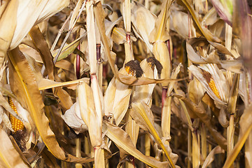 Image showing yellowed ripe corn