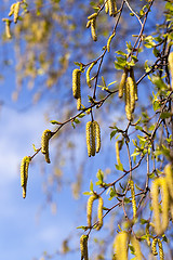 Image showing trees in the spring