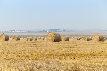 Image showing cereal farming field