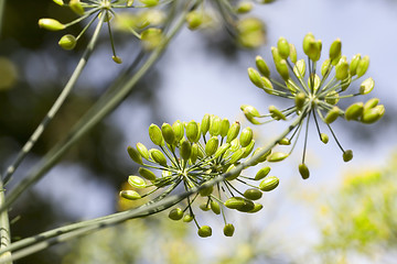Image showing green dill in a field