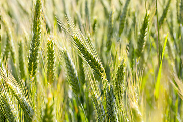 Image showing ripening cereals in the field