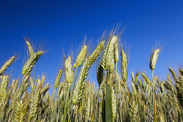 Image showing Field with cereal