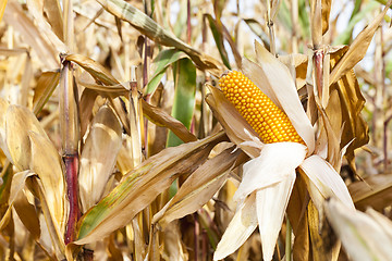 Image showing yellowed ripe corn